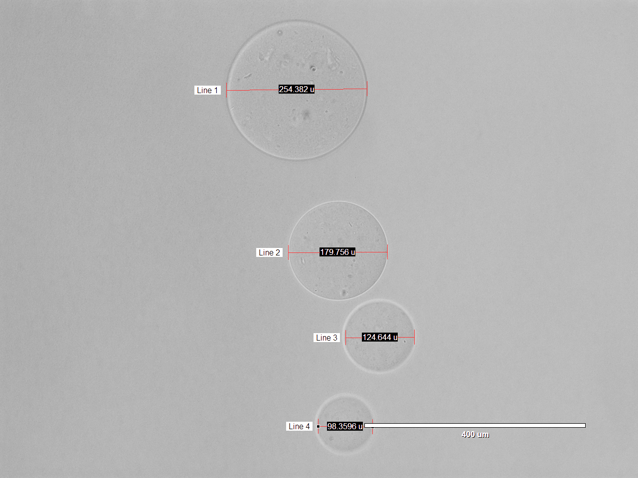 Phase-contrast micrograph of four alginate gel particles ranging roughly 84 to 355 micrometres in diameter, each annotated with a measurement line and scale bar.